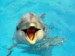 delfíní úsměv.jpg